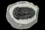 Coltraneia Trilobite Fossil - Huge Faceted Eyes #153973-2